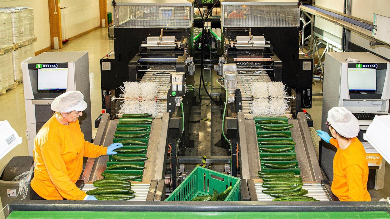 Vihannestilat ovat riippuvaisia ulkomaisesta kausityövoimasta.