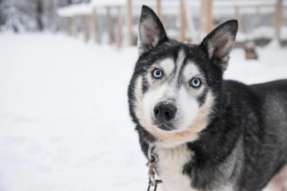 Kuvan koira ei liity tapaukseen.