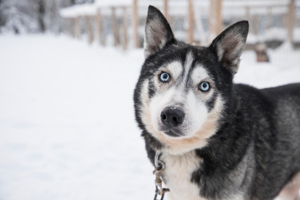 Kuvan koira ei liity tapaukseen.
