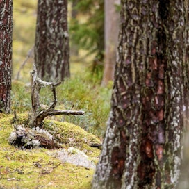 Euroopan unionin taksonomiassa maksumiehiksi näyttävät joutuvan metsänomistajat, kirjoittaa Seppo Vuokko.