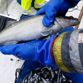 Viime vuonna kalastettiin 0,91 miljoonaa kiloa kuhaa. Suurimmat saaliit pyydystettiin Pohjois-Karjalassa ja Kainuussa.