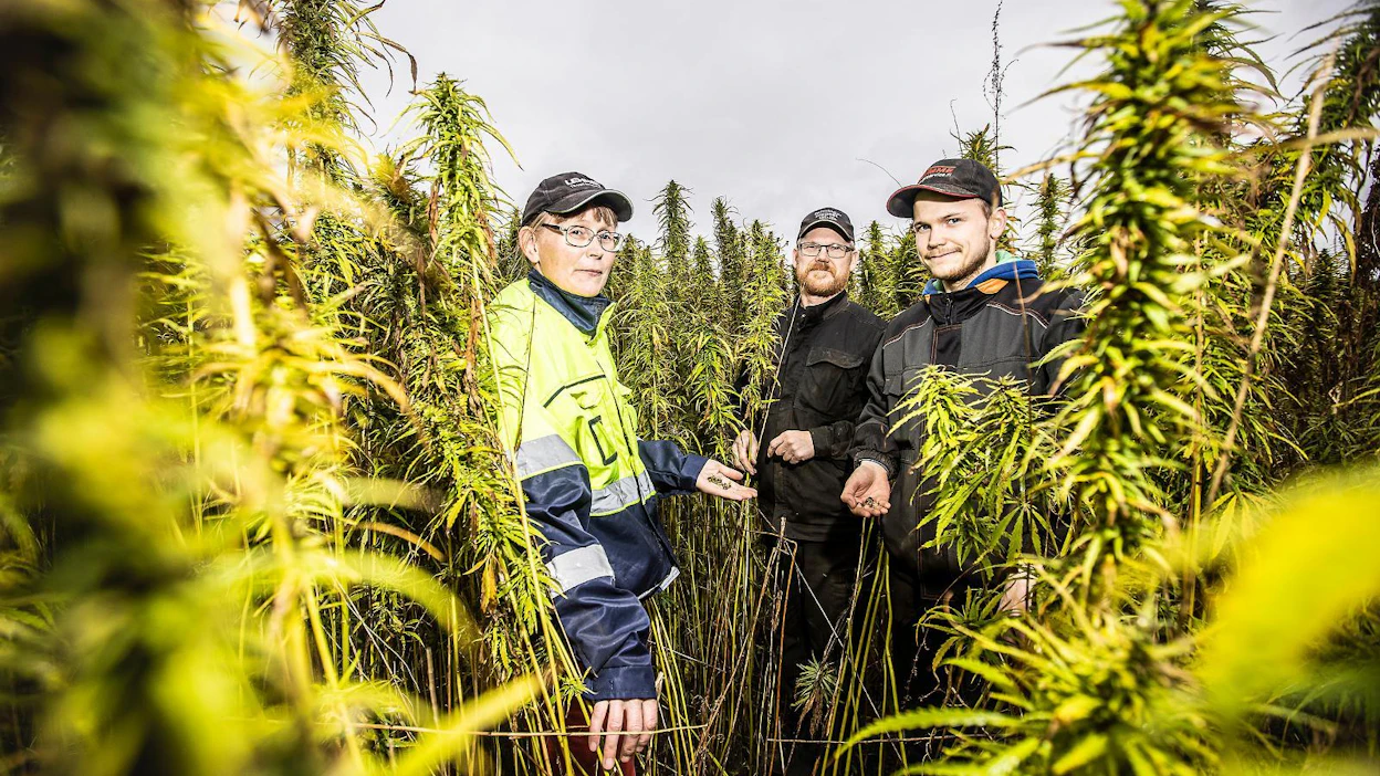 Anu, Janne ja Jaakko Kleemola kokeilivat tänä kesänä ensimmäistä kertaa öljyhampun viljelyä. Puintia odotetaan mielenkiinnolla, sillä hampun kuituisesta korresta on peloteltu.