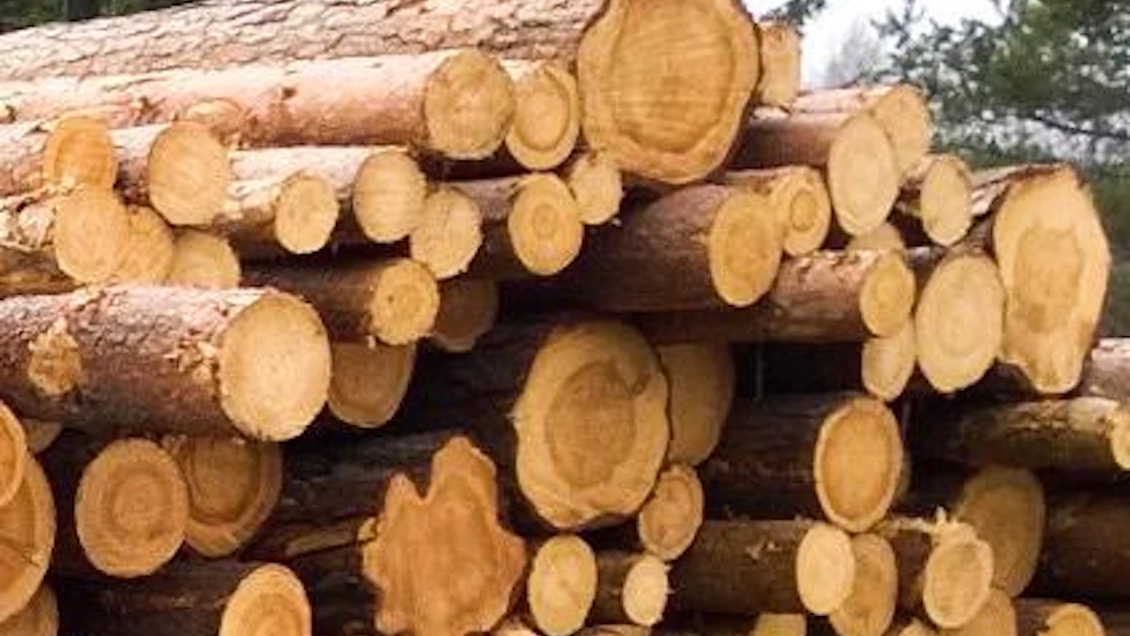 Perustettava Metsätalous Oy vastaisi Metsähallituksen puukaupasta ja metsien hoidosta.