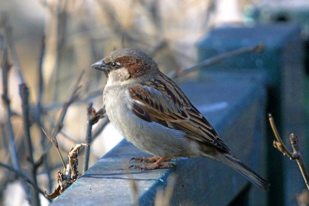 Varpuset ovat keventyneet ja harventuneet 1980-luvulta lähtien.
