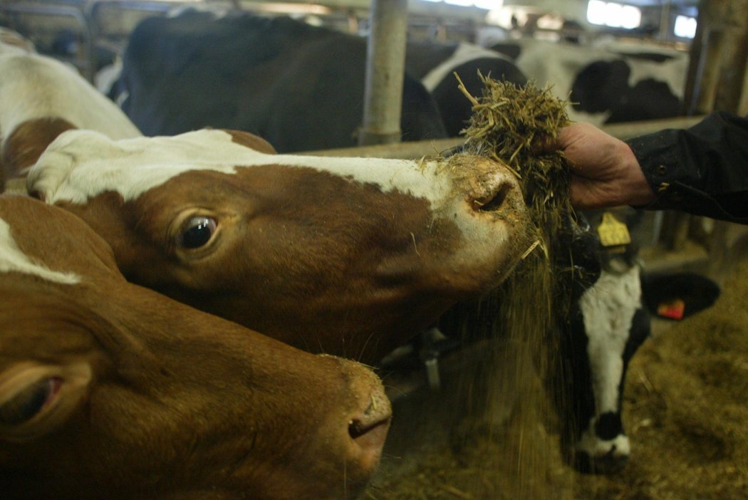 Kaikki päivittäiset työt olisi tehtävä niin, että ne tukevat maitotilayrityksen strategiaa.