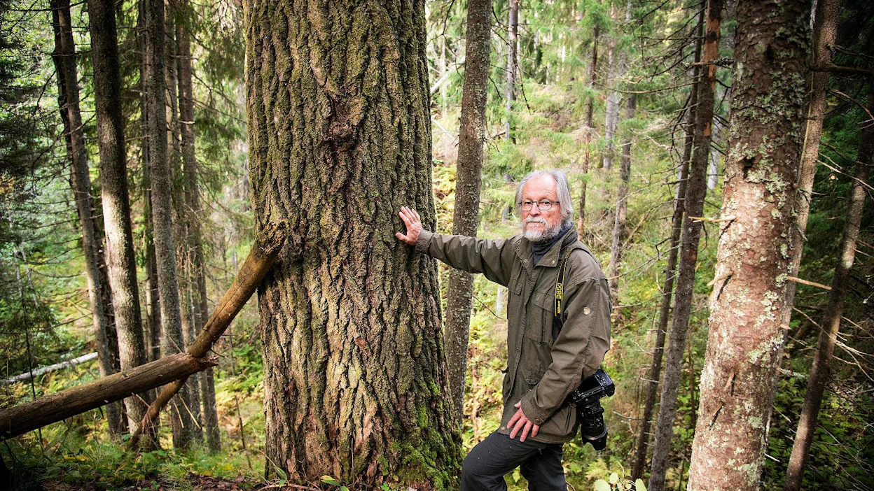 Heikki Willamo on toiminut luontokuvaajana yli kolme vuosikymmentä. Yksi hänen suosikkimetsistään löytyy Varesjoen ympäristöstä Suomusjärveltä.
