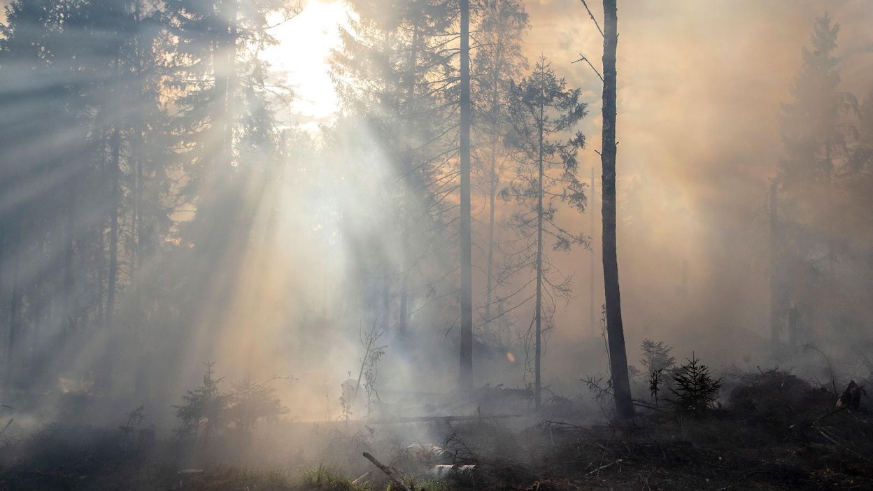 Tämä kuva on otettu syyskuussa 2018 Iitissä Tornatorin kulotuksesta. Palo alkoi hyvin, mutta kostea maaperä hillitsi roihua. Savun täyttämä maisema vie kaskenpolttoaikojen tunnelmaan.