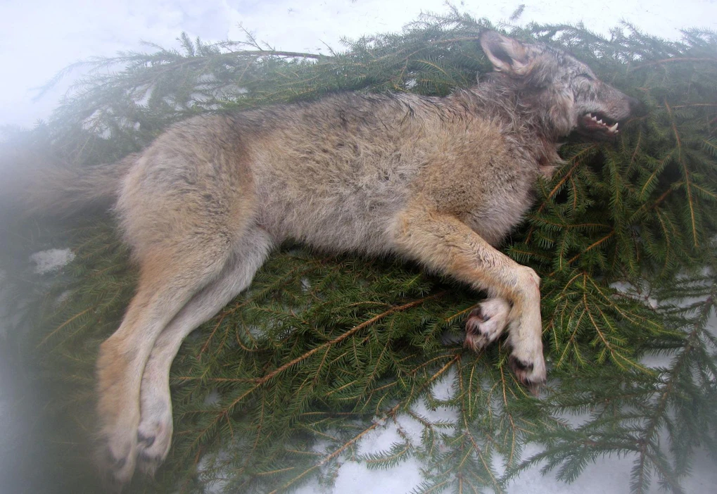 Kuvituskuva kannanhoidollisen suden metsästyksen saaliista vuodelta 2015 Ilomantsista.