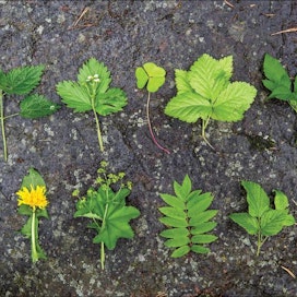 Ylhäältä vasemmalta: nokkonen, ahomansikka, ketunleipä, lillukka, vuohenputki, voikukka, poimulehti, pihlaja, vadelma VILLE-PETTERI MÄÄTTÄ