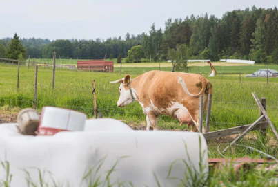 Kurjen tilalla on yhteensä 33,5 hehtaaria viljeltyä maata. Joukkorahoituksen avulla on tarkoitus hankkia 10,5 hehtaarin osuus vuokrapeltoa.