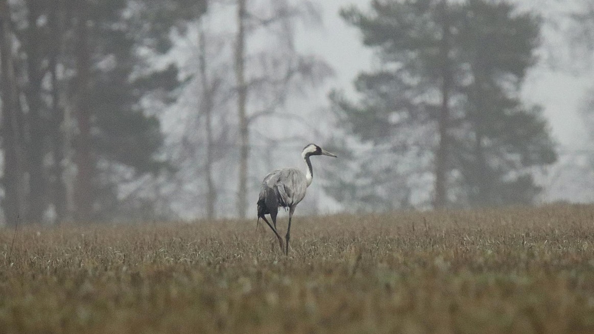 Kurkikanta on ollut voimakkaassa kasvussa 1990-luvulta lähtien. Pesimäkannan kooksi arvioitiin vuonna 2015 enintään 40 000 paria.