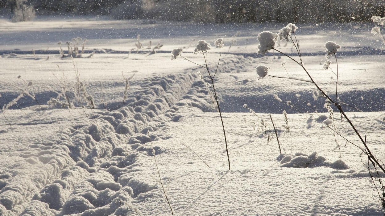 Viikonlopuksi on luvassa pakkasta.