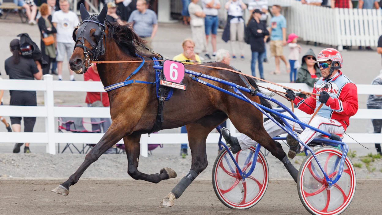 Harri Koivusen ajama ja valmentama Fly By Me on yksi derbykarsintojen avainhevosista.