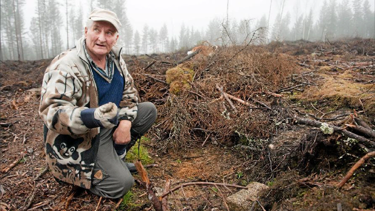 Keväällä äestetyllä ja kylvetyllä hakkuuakuealla näkyy männyn taimia, toteaa Heikki Kurjonen. Äestys ja kylvö maksavat paljon vähemmän kuin mätästys ja istutus. Juha Tanhua