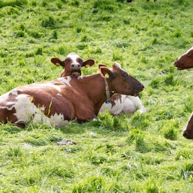 Rehun sekaan joutunut lyijy on aiheuttanut myrkytyksiä norjalaisella tilalla. Kuvan lehmät eivät liity tapaukseen.