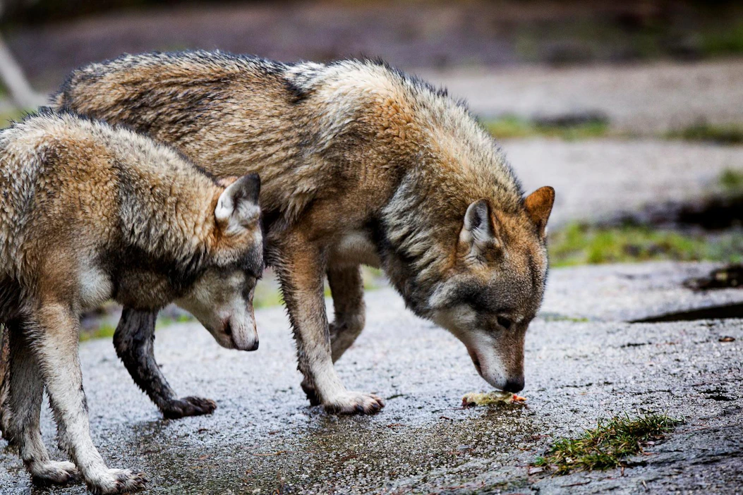 Kalajokilaaksossa liikkunee kaksi susiparia. Kuvituskuvan sudet ovat Ähtärin Eläinpuistosta.