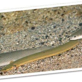 Kuvan kaloista ei yksikään ole Frank, sillä Frankista ei ole säilynyt valokuvia. Samaa lajia ne kuitenkin edustavat. Kuva: Wikimedia commons