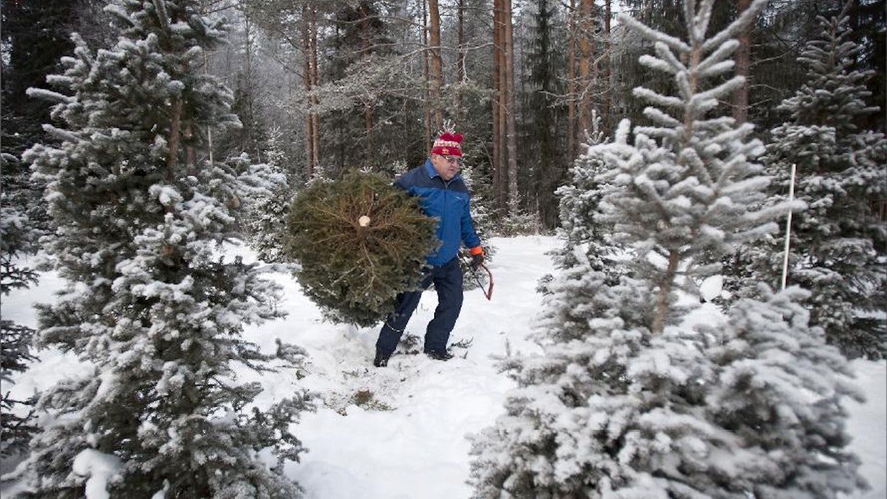 Kuusi sisällä tuo joulun tuoksun, sanoo Asko Tolonen. Jaakko Kilpiäinen