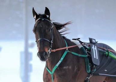T.Rex sai kutsun Seinäjoki Raceen. 
"Elämme mielenkiintoisia aikoja. Pikkuisen jos on arpaonnea niin kaikki on mahdollista siellä", Mika Forss sanaili perjantain voiton jälkeen. Arkistokuva.