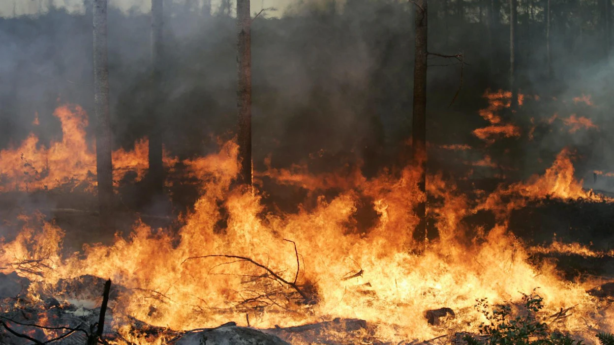 Suomessa metsäpalovaroitukset ovat tällä hetkellä voimassa vain länsirannikolla.