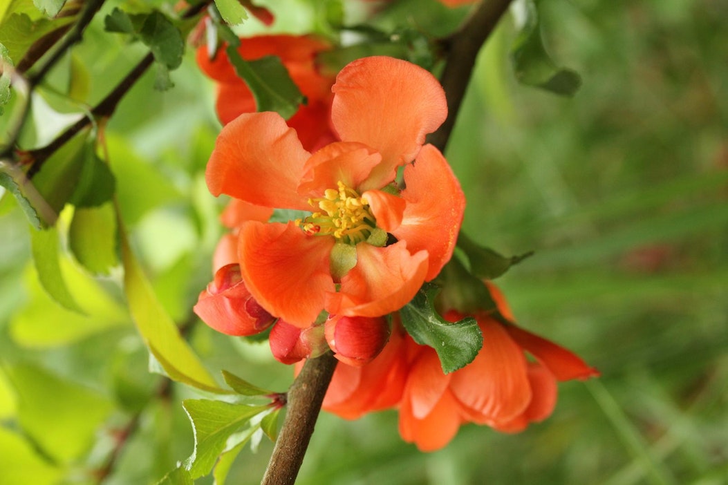 Kauniit kukat puhkeavat toukokuun lopussa.