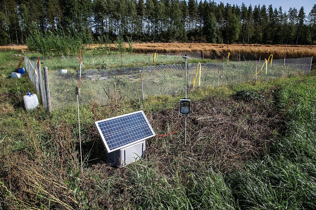 Sompa-hankkeen kosteikkoviljelykoe Jokioisilla. Etualalla aurinkopaneelin takana on juolukkakoeruutu, sen takana nurmikoeruutu ja taaimpana pajuruutu.