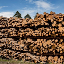 Metsäyhtiöillä on vasta vähän kokemusta FSC-sertitifikaatin korkean suojeluarvon kohteiden puukaupoista. Arkistokuva.