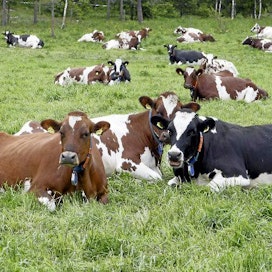 Okran ennakko. Lehmä, nauta, laidun, ayrshire, rotu.