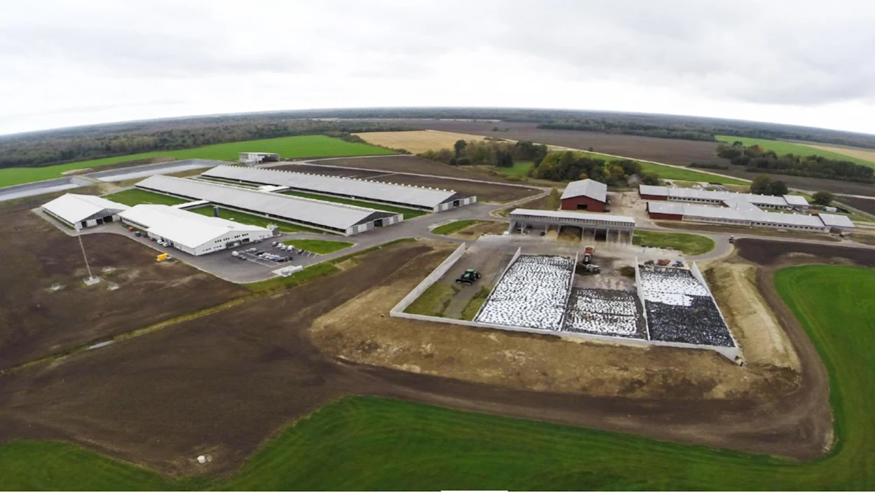 Viron suurimmalla karjatilalla, Trigon Dairy Farming Estonialla, on 7 000 nautaa sijoitettuina kolmelle eri tilalle. Kuva Väätsasta.