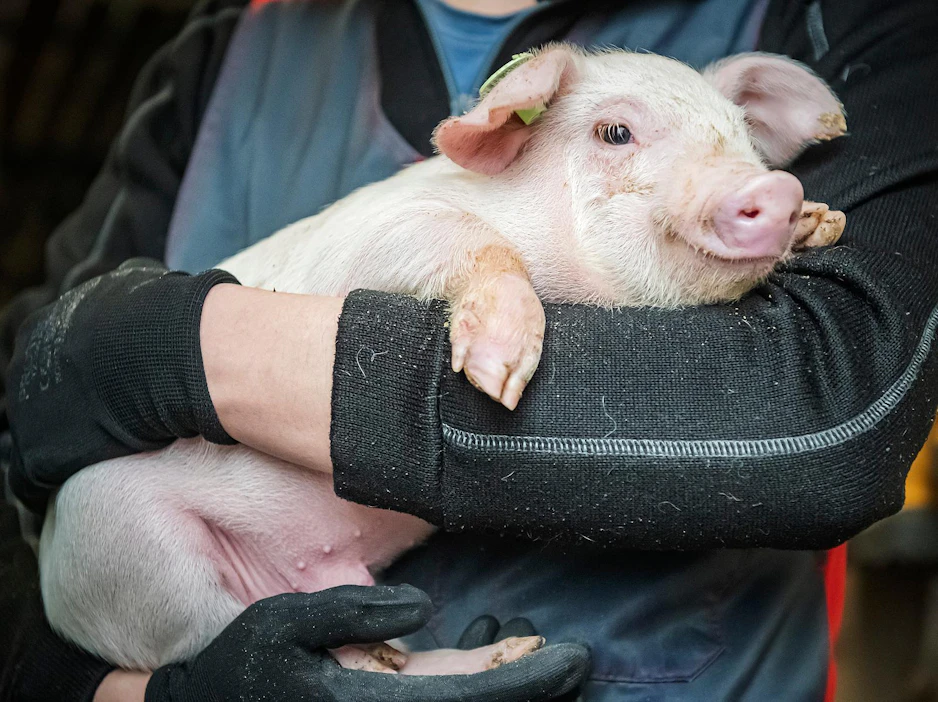 Suomessa käytetään antibiootteja neljänneksi vähiten Euroopassa. Kuvan porsaalla on korvassaan vihreä merkki, joka kertoo siitä, ettei se ole saanut lainkaan antibioottia. Kuvituskuva.