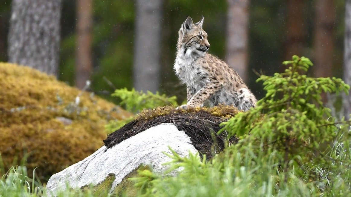 Luonnonvarakeskuksen mukaan Suomessa oli ennen metsästyskauden alkua noin 2 000 yli vuoden ikäistä ilvestä.