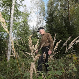 Ahti Jauhiainen suosii omissa metsissään sekapuustoja. Hän uskoo useamman puulajin metsän selviytyvän yksilajista paremmin myös luonnontuhoista.