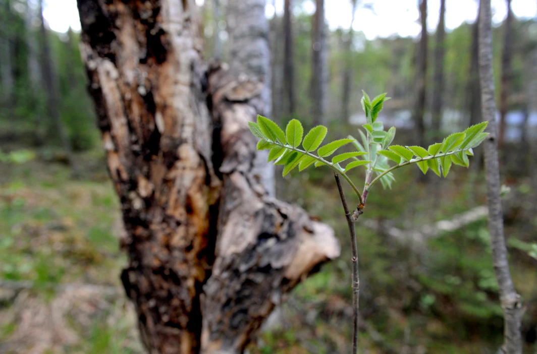 Ensi vuonna yksi Suomen maakuvan seitsemästä pääteemasta on metsäsuhde.