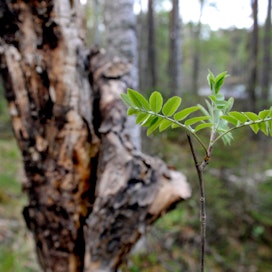 Ensi vuonna yksi Suomen maakuvan seitsemästä pääteemasta on metsäsuhde.