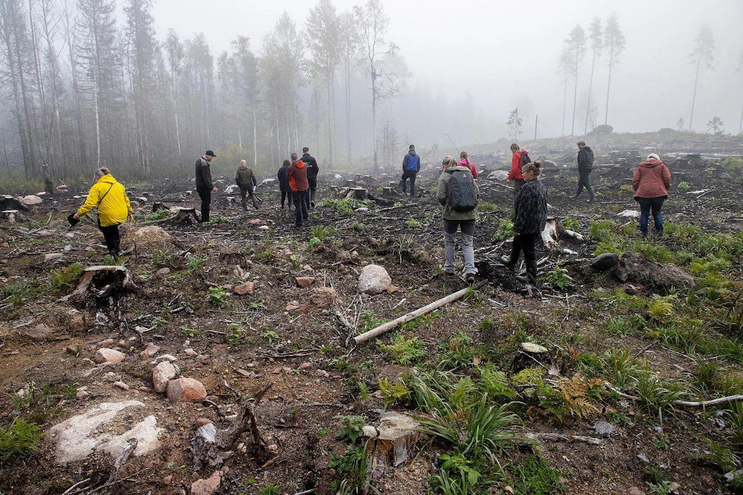 Metsäkeskuksen Kulotuskoulu-hankkeen opintoretkeläiset tutustuivat syyskuussa keväällä kulotettuun uudistusalaan Iitissä. Kulotus helpottaa taimien kasvua, sillä niiden ei tarvitse kilpailla ensimmäisinä elinvuosinaan muun kasvillisuuden kanssa.