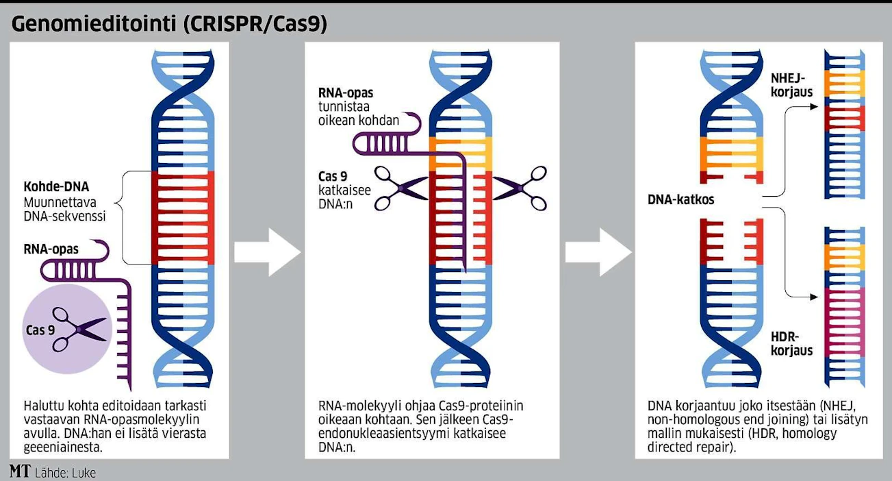 Genomieditoinnissa DNA:han ei lisätä mitään vierasta. Menetelmän soveltamisella esimerkiksi kasvinjalostukseen voisimme vastata ilmastonmuutoksen tuomiin haasteisiin.