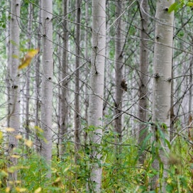 Tutkimuksessa puiden jälsi eli vyöhyke, jossa solut jakaantuvat, tuotti paljon enemmän uusia puusoluja kuin tavallisissa hybridihaavoissa.