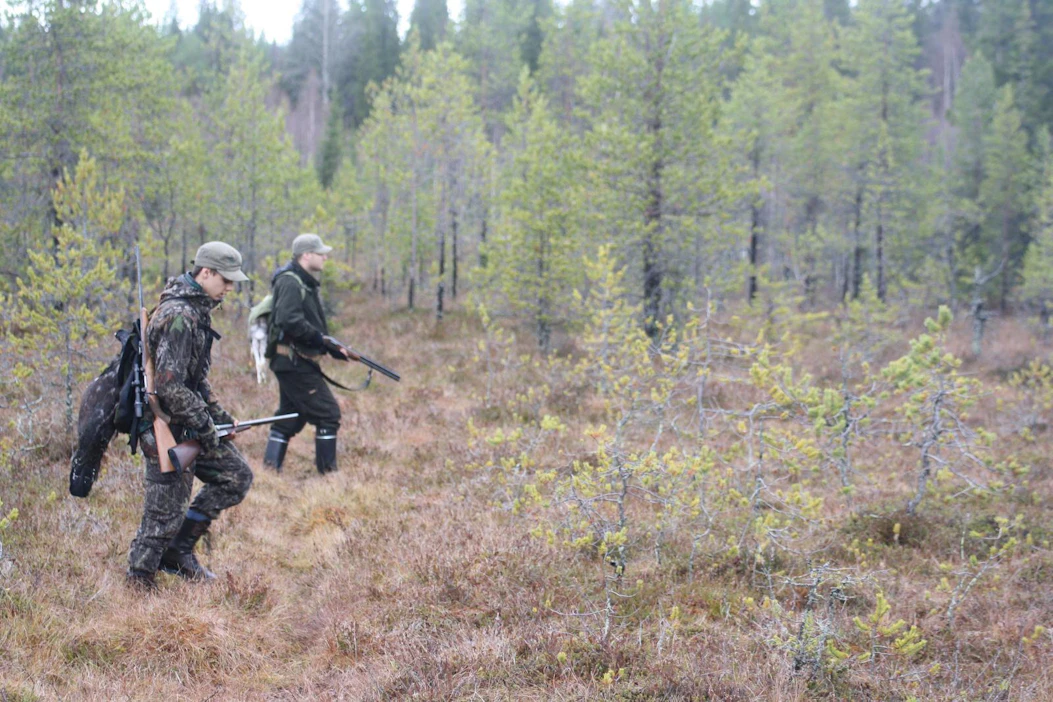 Ministeriön mukaan metsästysaikoja rajoitetaan aiempaan tapaan sellaisilla alueilla, joilla kannat eivät vielä ole vahvistuneet merkittävästi ja joilla metsästyspaineen arvioidaan olevan suurempi.