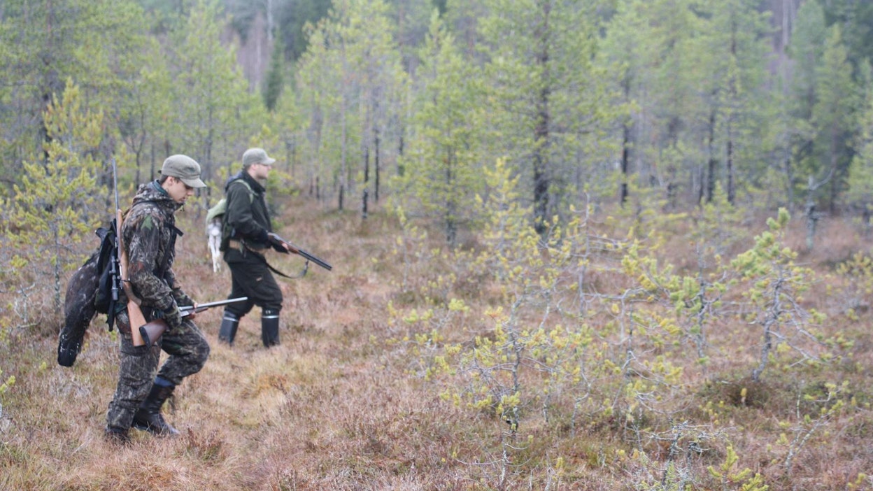 Ministeriön mukaan metsästysaikoja rajoitetaan aiempaan tapaan sellaisilla alueilla, joilla kannat eivät vielä ole vahvistuneet merkittävästi ja joilla metsästyspaineen arvioidaan olevan suurempi.
