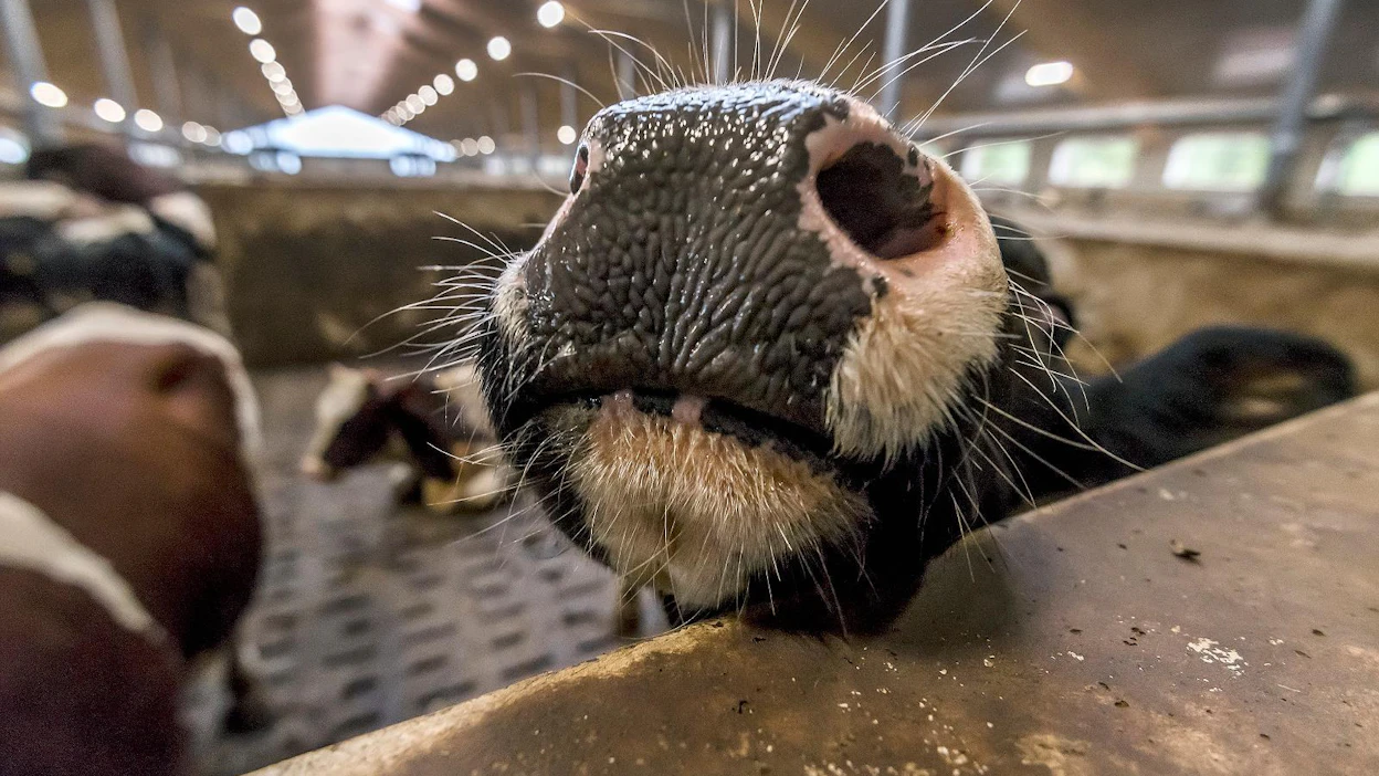 Salmonella johtaa mittaviin puhdistusurakoihin tartunnan saaneilla nautatiloilla. Kuvituskuva ei liity salmonellatapauksiin.