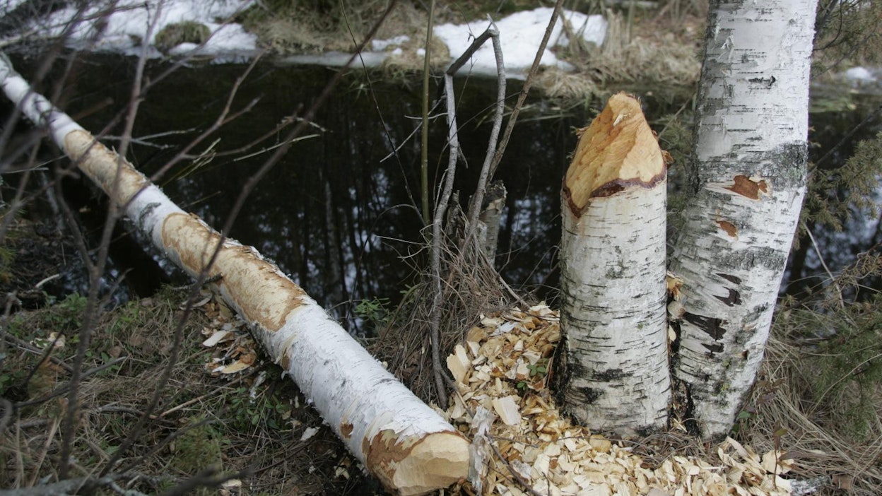 Majavan hampaat saavat aikaan melkoista jälkeä.