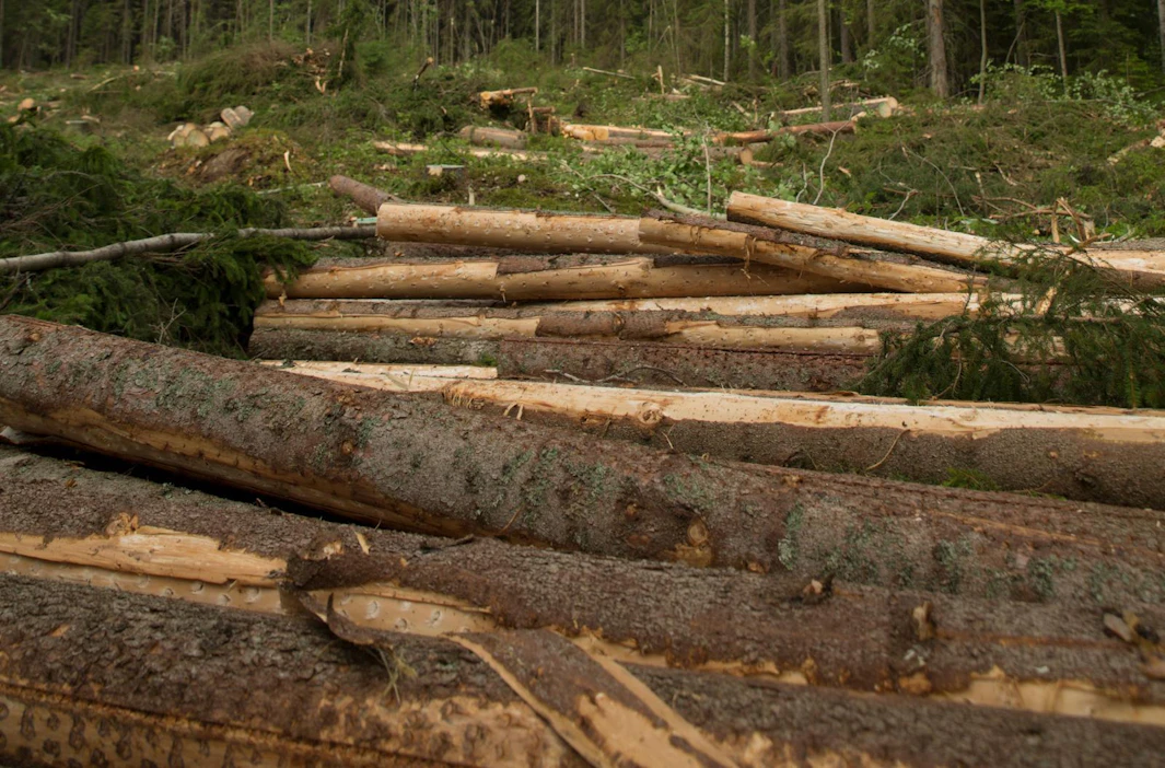 Kuusitukin hinta on päätehakkuuleimikossa pudonnut vuodessa jopa kymmenen euroa.