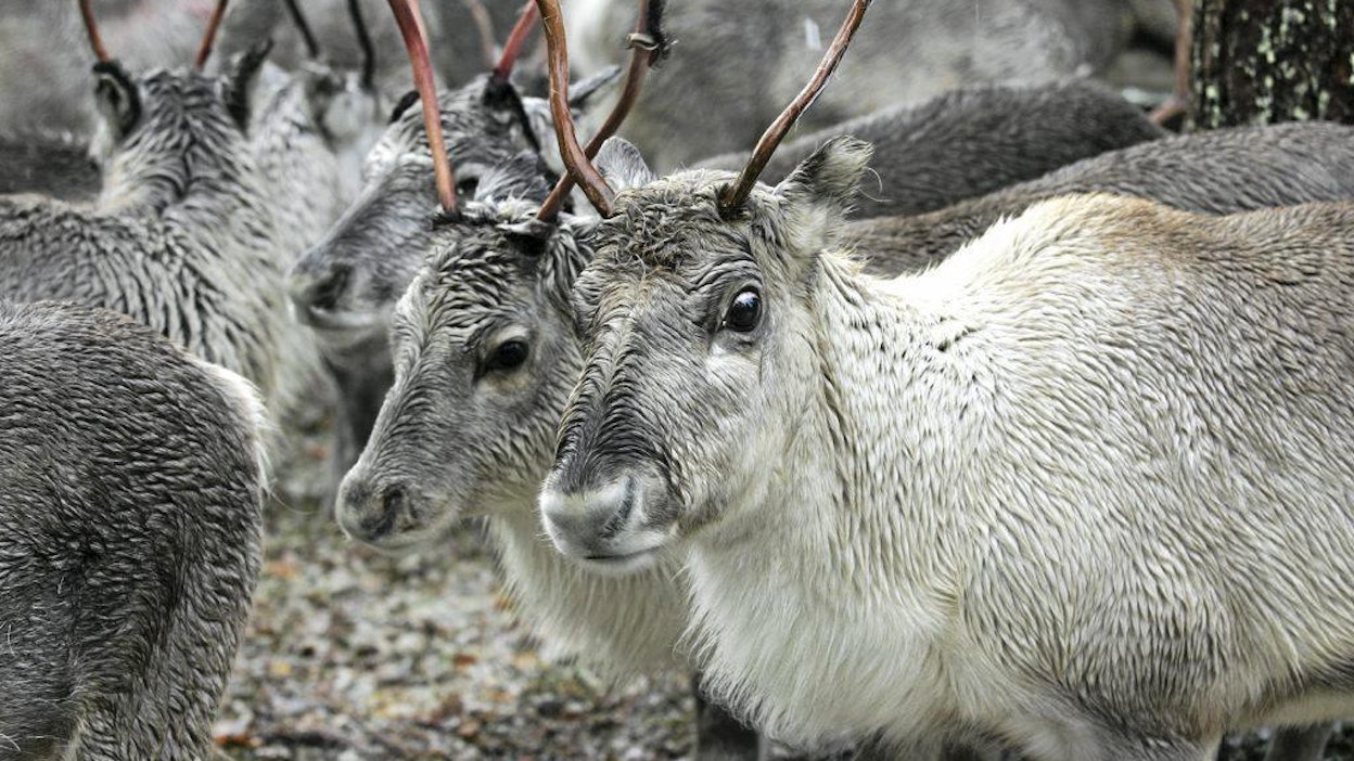 Poroille riittää keväisin ruokaa entistä paremmin mutta talvella huonommin.