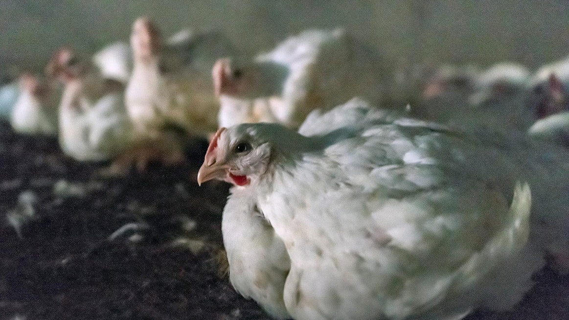 Lidl ottaa Tanskassa tuotteissaan käyttöön hyvinvointimerkin, jonka perusteella siipikarjanlihan on oltava peräisin hitaammin kasvavista broilereista.