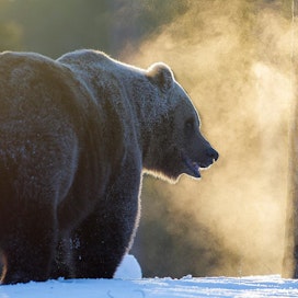 Karhut nukkuvat talviunta noin puoli vuotta. Toisinaan karhut heräävät kesken unen, jos pesään valuu esimerkiksi suojakelillä vettä.