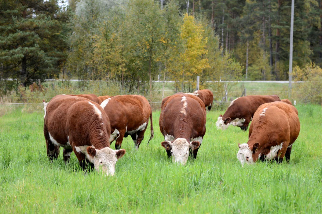 Jämtlannissa sijaitsevan Härjedalenin kunnan naudat pitävät laiduntaen huolta luonnon monimuotoisuudesta. Kuvassa suomalaisia herefordeja laitumella.