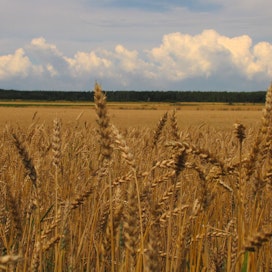 YK:n elintarvike- ja maatalousjärjestö FAO on ennustanut vehnän kysynnän kasvavan vuoteen 2050 mennessä 43 prosenttia.