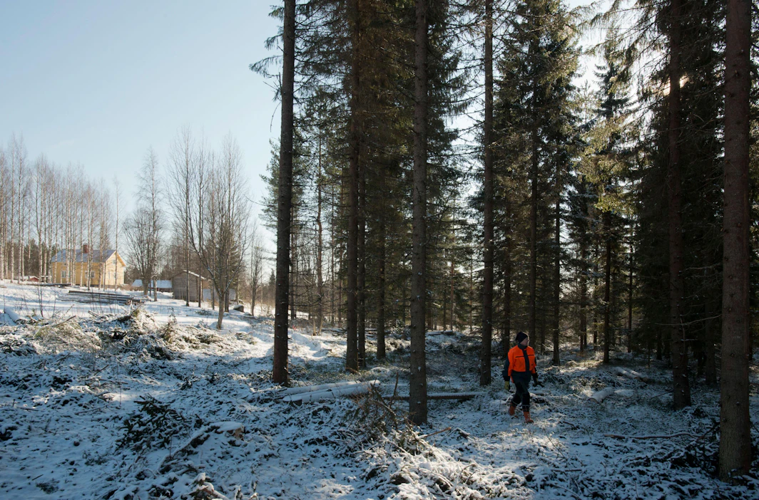 Metsänomistaja 2020 -tutkimuksen otos on suurempi kuin kymmenen vuotta sitten tehdyn, jotta esimerkiksi omatoimisesta metsänhoidosta saadaan kattava kuva.