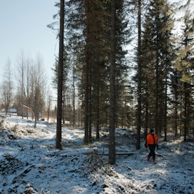 Metsänomistaja 2020 -tutkimuksen otos on suurempi kuin kymmenen vuotta sitten tehdyn, jotta esimerkiksi omatoimisesta metsänhoidosta saadaan kattava kuva.