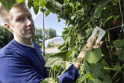 Tommi Oraluoma tekee Vilppulan marjatilalla Biotus Oy:lle tutkimusta petojen käytöstä vadelman tuholaisten biologisessa torjunnassa. Kari Salonen